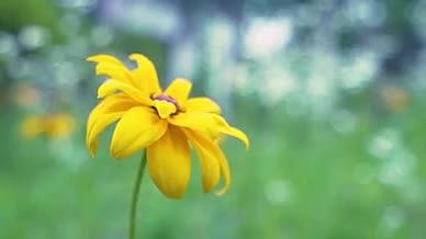 自然风景小黄花花朵植物虚化视频的预览图